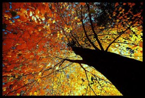 fall-trees-1